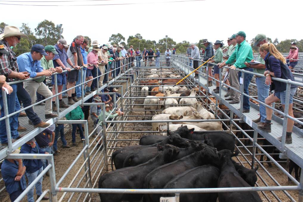 The Landmark Boyanup store sale on Friday, November 3, will feature both a good line-up of Friesian steers, alongside an increased line-up of beef cattle.