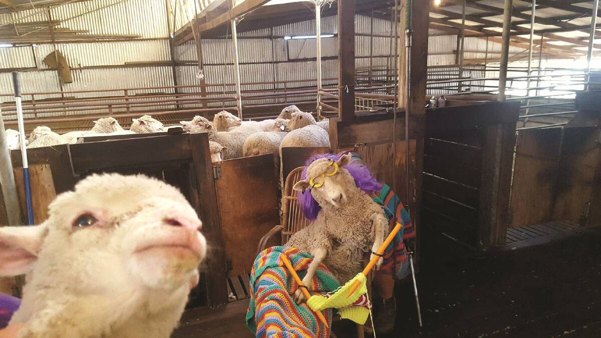 This is the creative entry from Jye Duggan that has won the Westcoast Wool & Livestock Group Selfie competition. Thank you to everyone who sent entries in.