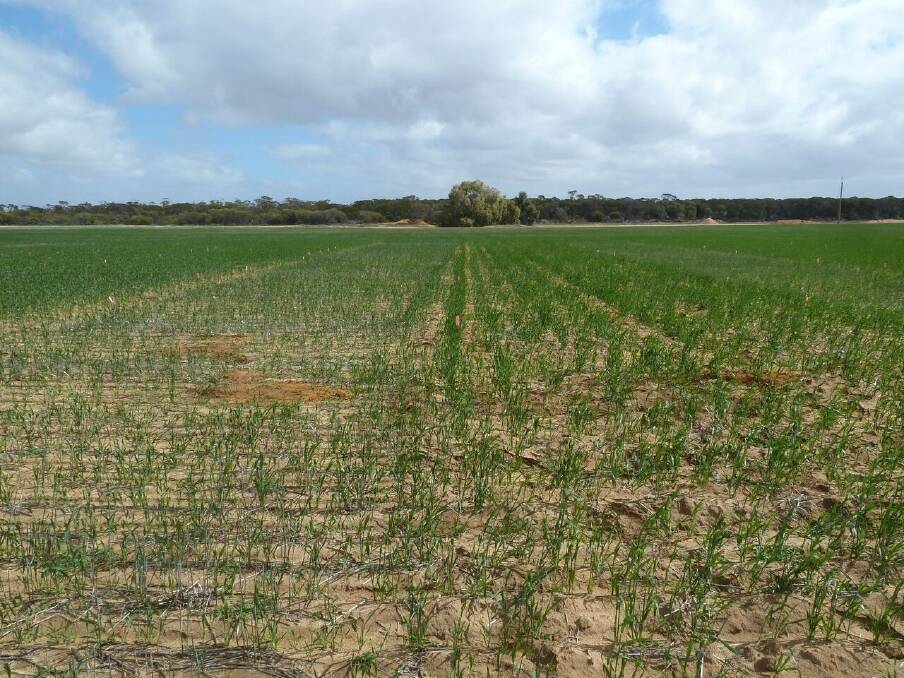 The Kalannie trial site in mid-August showing Scepter wheat on a plot not ripped, left, compared with wheat on a plot deep-ripped with inclusion plates. Photo: Department Primary Industries and Regional Development.