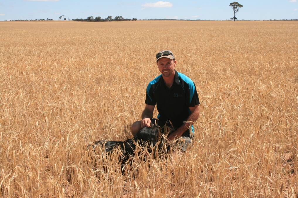 Mick Caughey, with dog Indi, said crops would be ready for harvest at his Nokanning property this week.