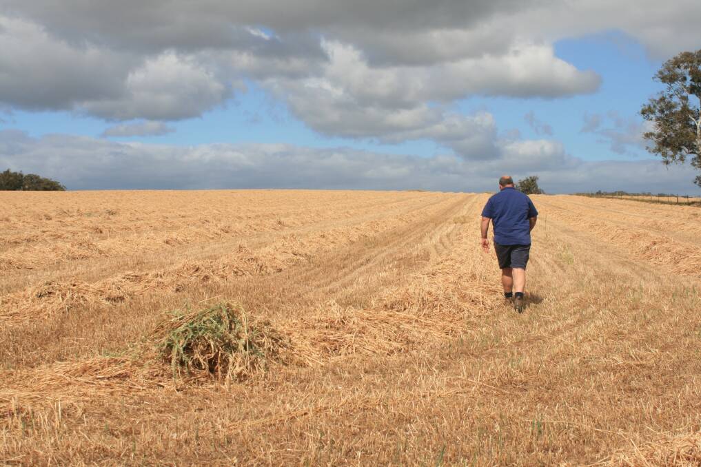 Toodyay farmer Darren Best checking the moisture in his crop. He said recent rain had slowed down the process of baling hay and could compromise its quality.
