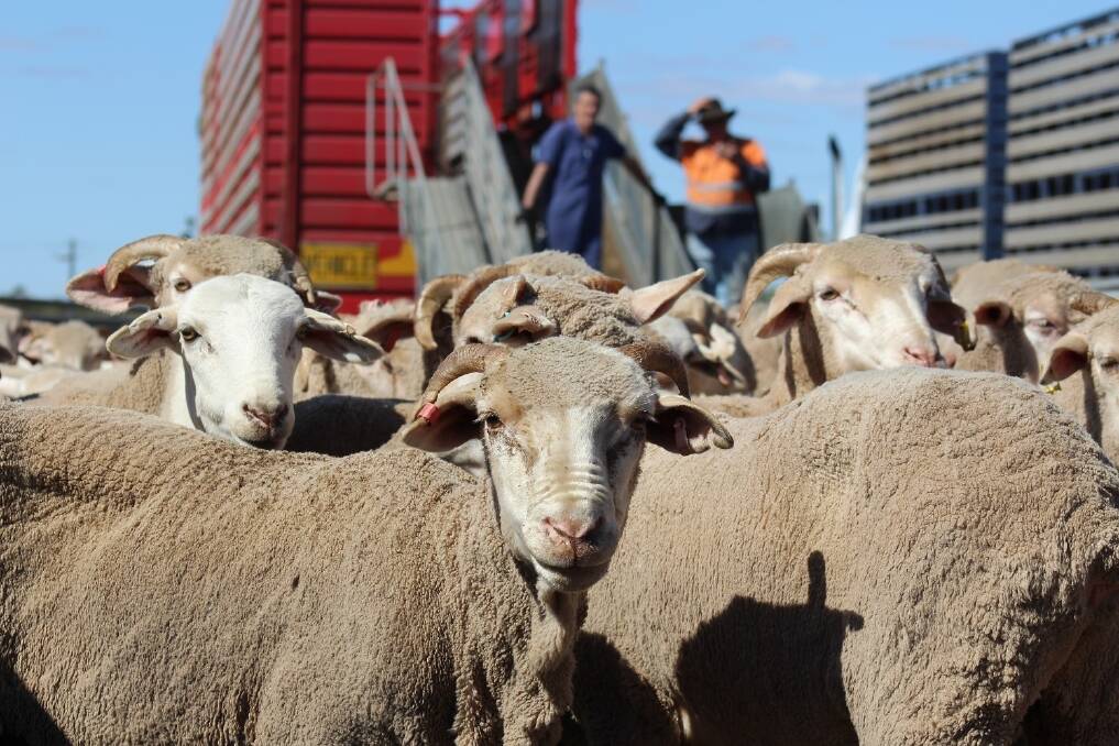 The long-term sustainability of the WA sheep flock will be in focus when livestock export industry stakeholders gather in Perth on November 15 and 16 for the LIVEXchange 2017 conference.