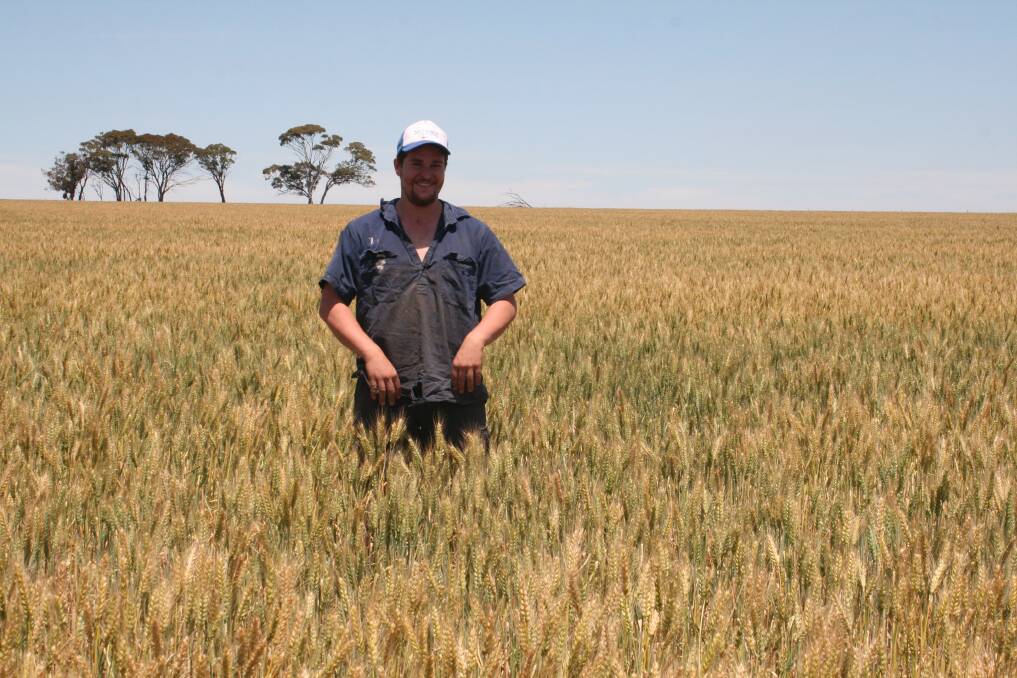  Dylan White standing in his Mace wheat crop, the grains in the heads are still sappy.