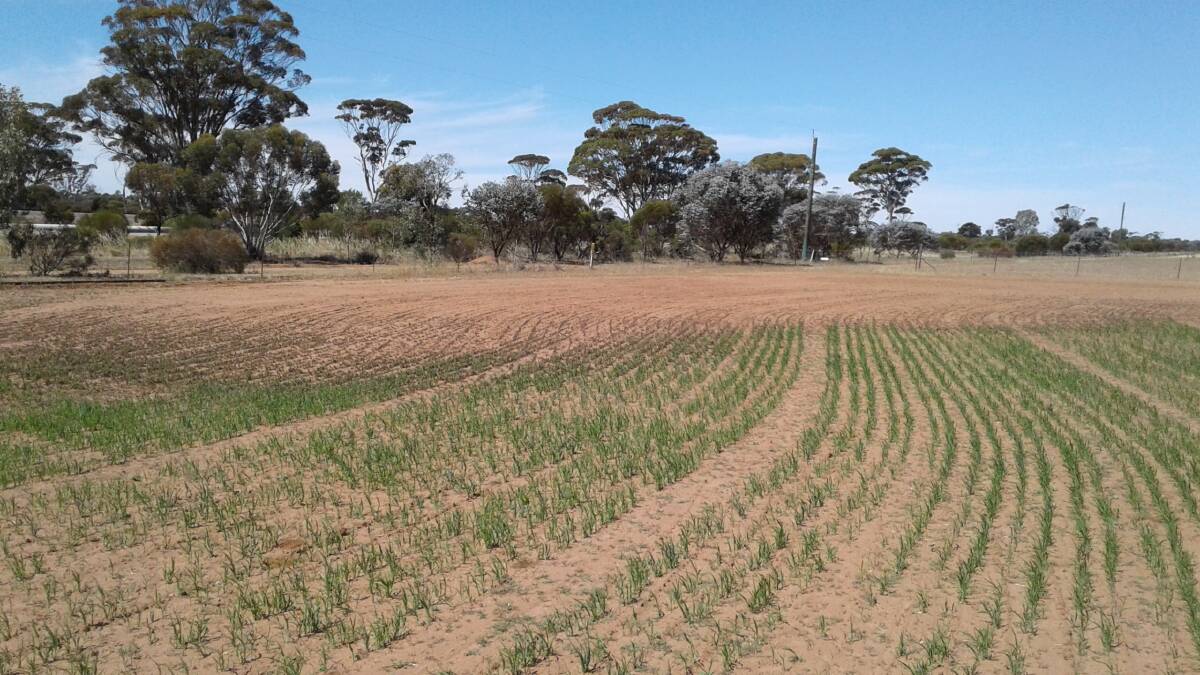  There is a distinct line between where the locusts have been in this Kellerberrin crop.