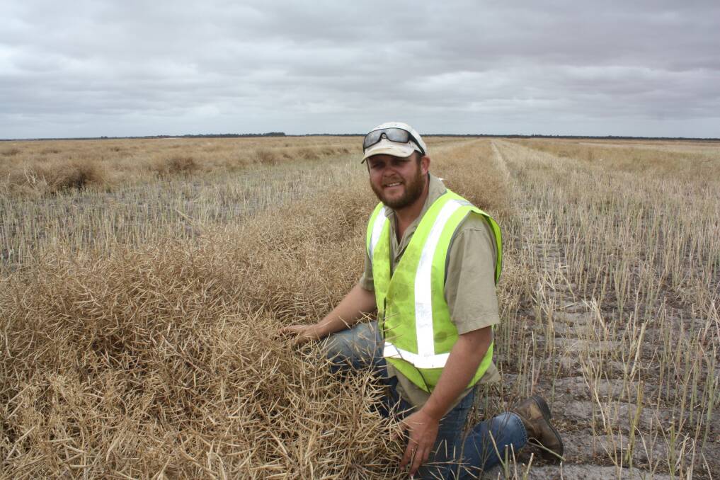 Beaumont farmer Simon Tiller checks out a 44Y89 variety canola swath as he enters his fourth week of harvesting a 14,000 hectare program. "We were harvesting okay on Sunday until about 5pm when the rain came," he said. "We copped about five millimetres but hopefully we'll be finishing the canola this week. We've also just finished our barley and swinging into wheat and I think it's going to be an 
