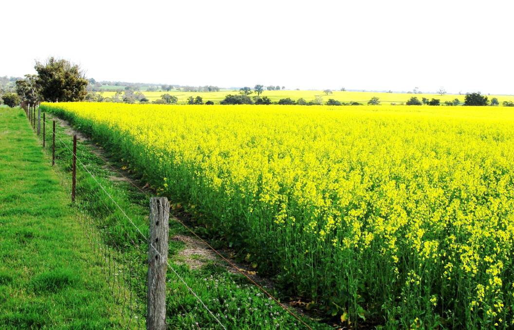 Canola is one of several crops grown successfully on Giovi Limited’s Kojonup aggregation.