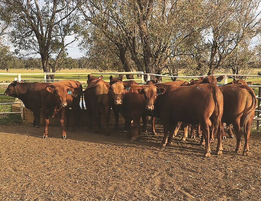  The draft of 11 Red Angus bulls sold by Kargotich Angus Oakford stud to AACo for a central Queensland operation.