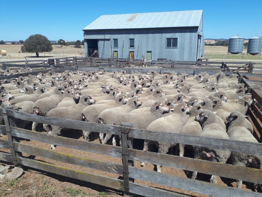  Dohne ewes with Koobelup bloodlines topped the sale at $182 for this pen of 215 ewes aged between 2.5-3.5yo.