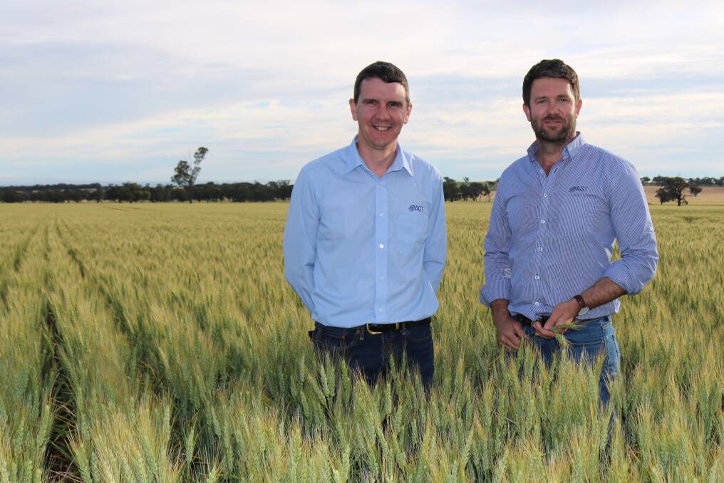  Australian Grains Techonologies (AGT) wheat breeder Dr James Edwards (left) and AGT national marketing manager Dan Vater in a paddock of new  wheat variety Longsword.