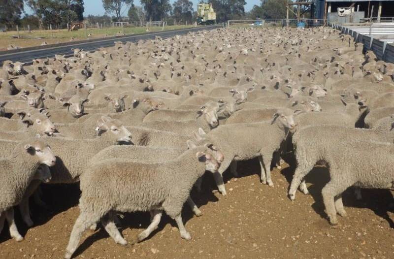 A run of 3940 second-cross lambs, were offered by Wellington Hill, Munro, Gippsland, Vic, across ten lots.