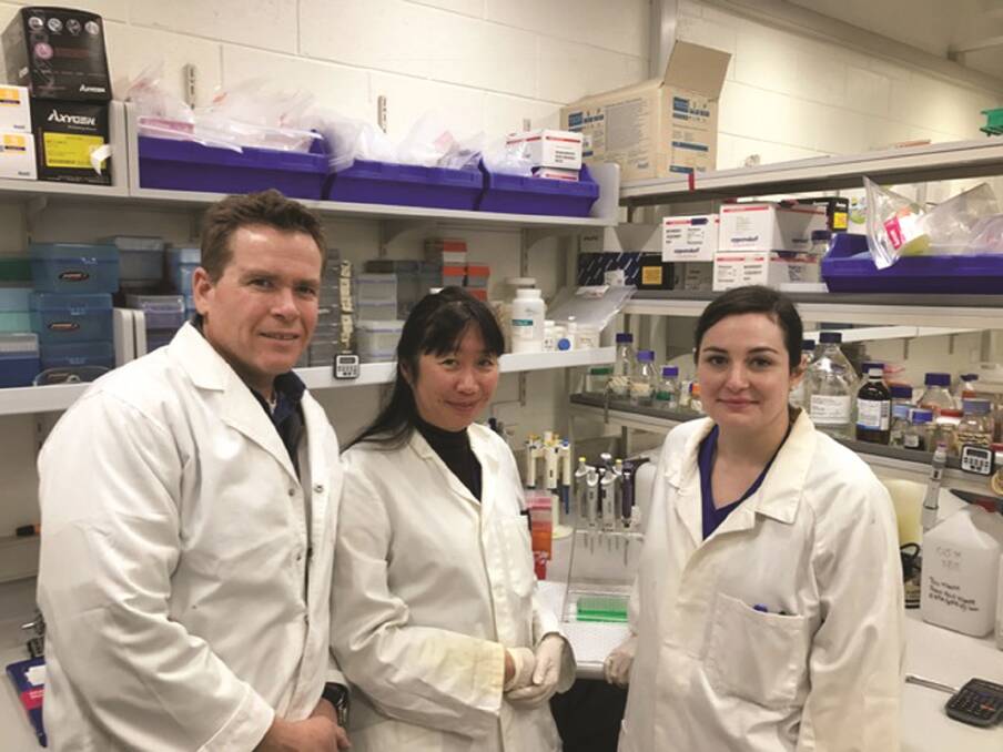 Department of Primary Industries and Regional Development (DPIRD) senior research officer Dr Michael Francki (left), Murdoch University research fellow Dora Li and DPIRD research officer Esther Walker are using the draft wheat genome to improve Stagonospora nodorum blotch resistance in new wheat varieties.
