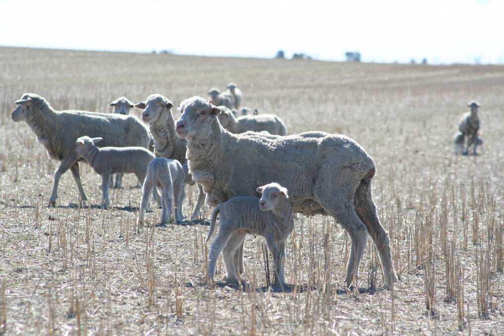  Sheep and lamb numbers heading east have increased this year.