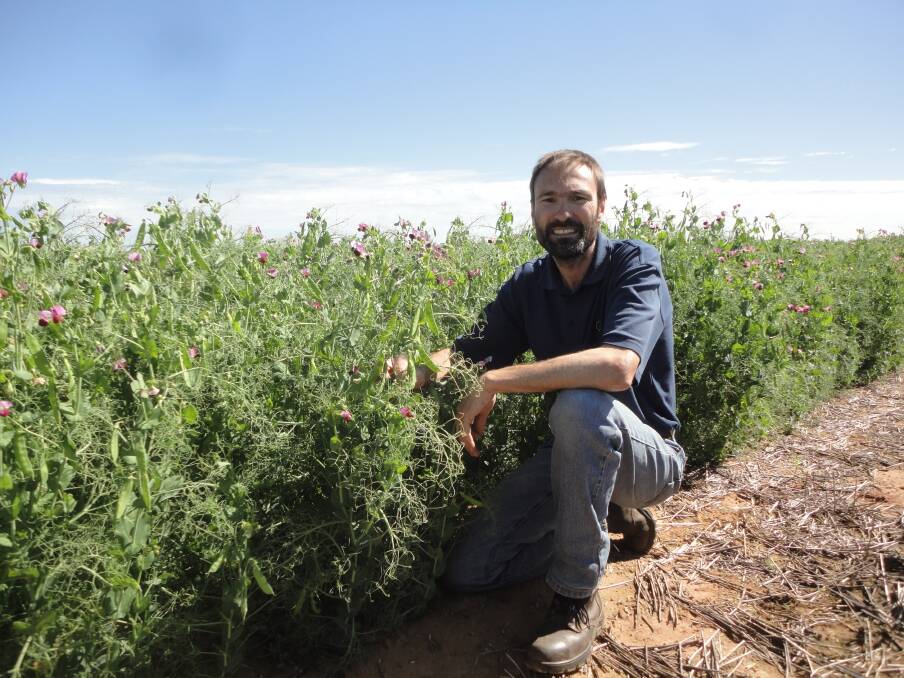 Department of Primary Industries and Regional Development research officer Martin Harries inspects a field pea crop which growers can consider as a ‘break crop’ alternative to sowing wheat and canola.