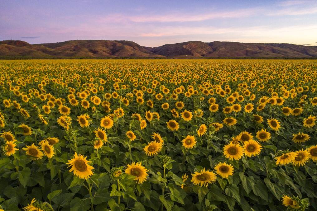 Matt and Melanie Gray’s property, Ceres Farm, was transformed by a sea of sunflowers this year, marking the first time they had grown the crop on the Ord River property. Photographs by Ben Broady.