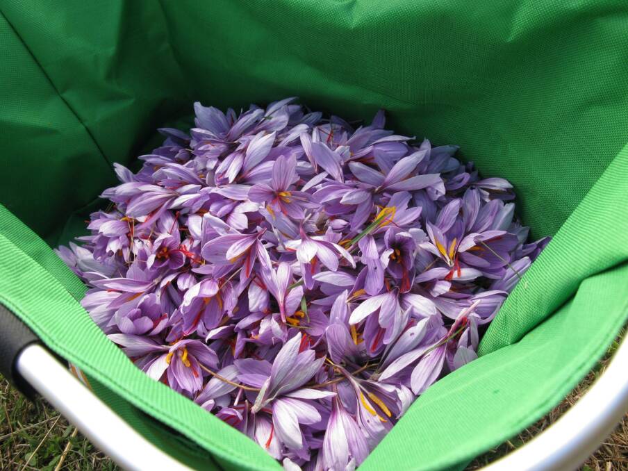  WA scientist Terry Macfarlane discovered that saffron was being grown successfully in other parts of Australia and decided to grow it himself.