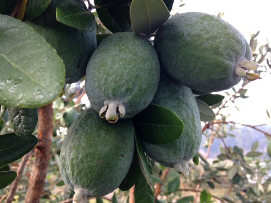  In addition to producing an incredibly unique fruit, the feijoa tree also produces these stunning red blossoms at this time of year, which are also an edible garnish.