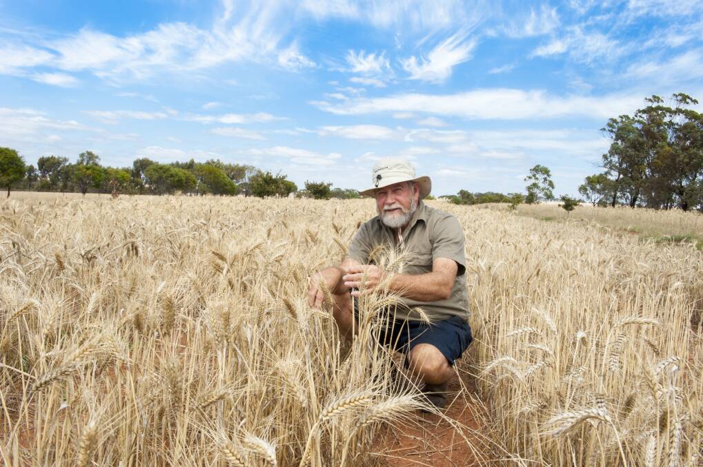 Wheat breeder Dr David Bowran is among three recipients of the latest round of Council of Grain Grower Organisations Ltd (COGGO) research funding. Dr Bowran will evaluate high vigour reduced tillering wheat over two years with his $27,500 grant.