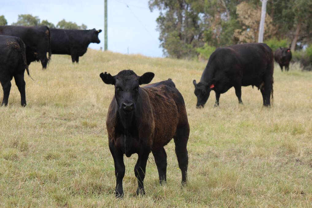 Primaries is trying something new with the announcement of the company's inaugural online Grow Safe weaner sale set to be held via AuctionsPlus in early January 2018.