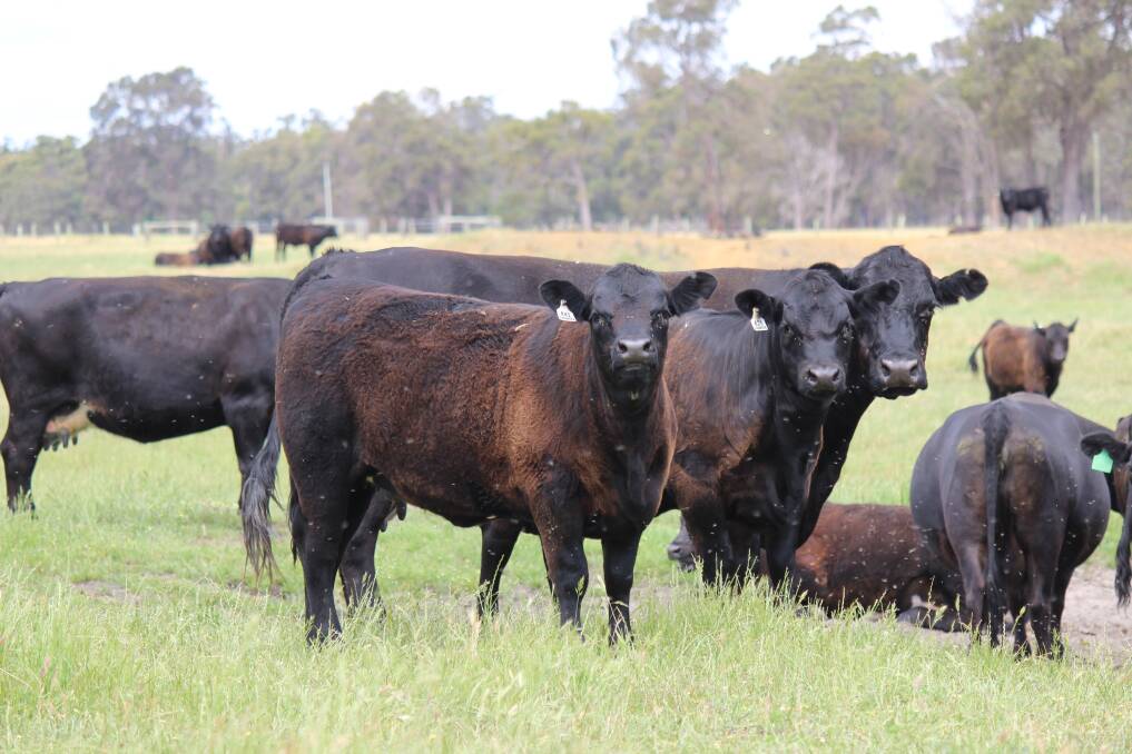 Return vendors WD & IM Phillips, Kanangra Grazing, Manjimup, will once again be one of the major vendors at the Manjimup weaner sale next week when they truck in 50 Angus steers from their renowned Angus breeding herd.