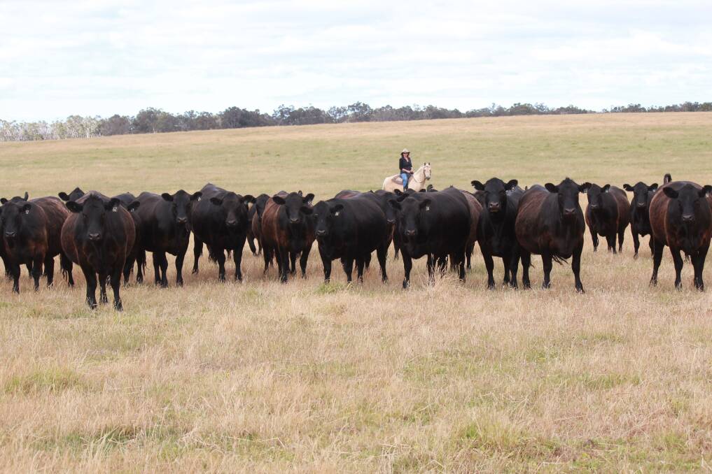 icki Smith, Dajara Farm, Narrikup, with some of the well-grown Angus heifers which Dajara will put up for sale at the Elders Annual Great Southern Breeder sale on Monday, December 18. Dajara will offer 45 Angus heifers that will be PTIC to Diamond Tree Angus bulls.