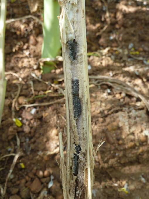 Sclerotinia sclerotia in a canola stem. Photo by Kyran Brooks, Landmark.