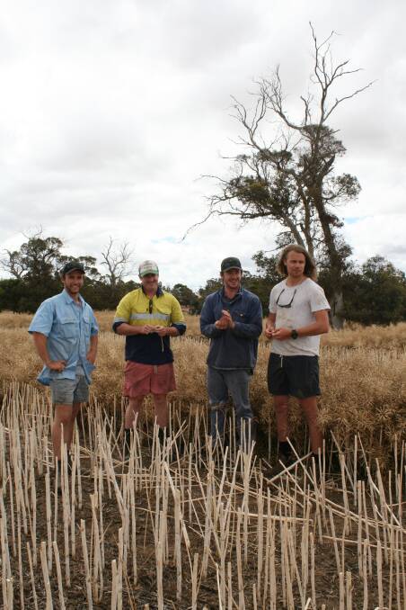  Piers Egerton-Warburton Jr (left), Mt Barker, Kyal and Sam Wellstead, Tambellup and Anton Boye, Sweden, in the Wellstead's canola crop as they take a break due to wet weather.