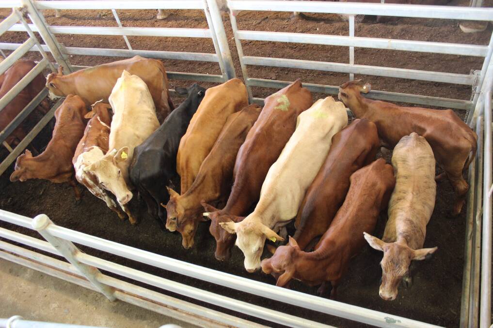  Charges for livestock yarded at the Muchea Livestock Centre (MLC) have increased by 1.5 per cent.