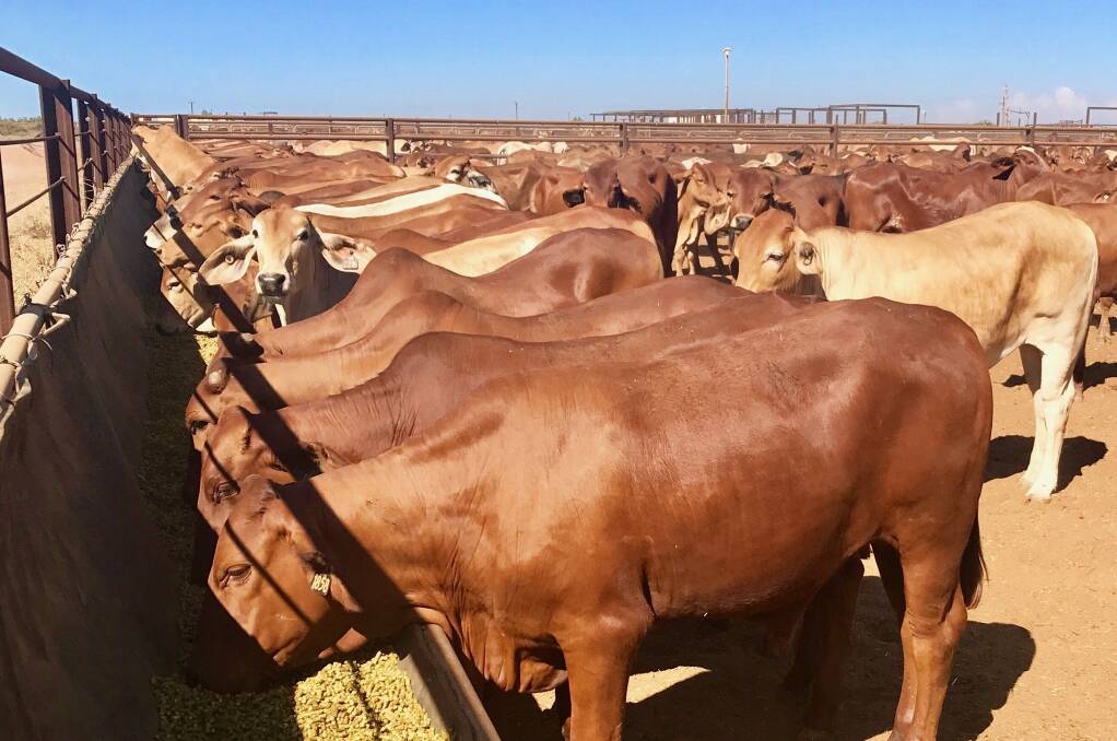 Pastoral cattle are fed prior to boarding an export vessel at Port Hedland earlier this year.