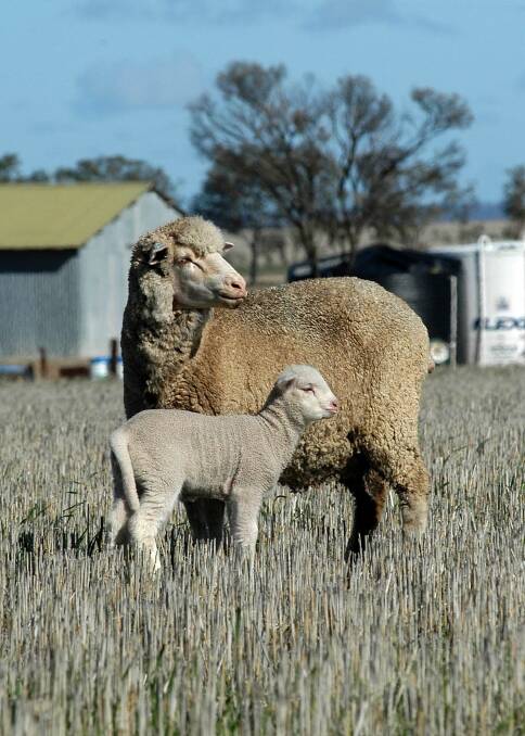 WA sheep producers had it good both ways in 2017 with record wool prices and high lamb prices. Export wethers have also sold well. There is recognition of a need to increase the flock size in WA from 14 million head but increased demand for WA stock in the Eastern States, which is good for producers who have struggled with seasonal conditions, may delay the rebuild process.