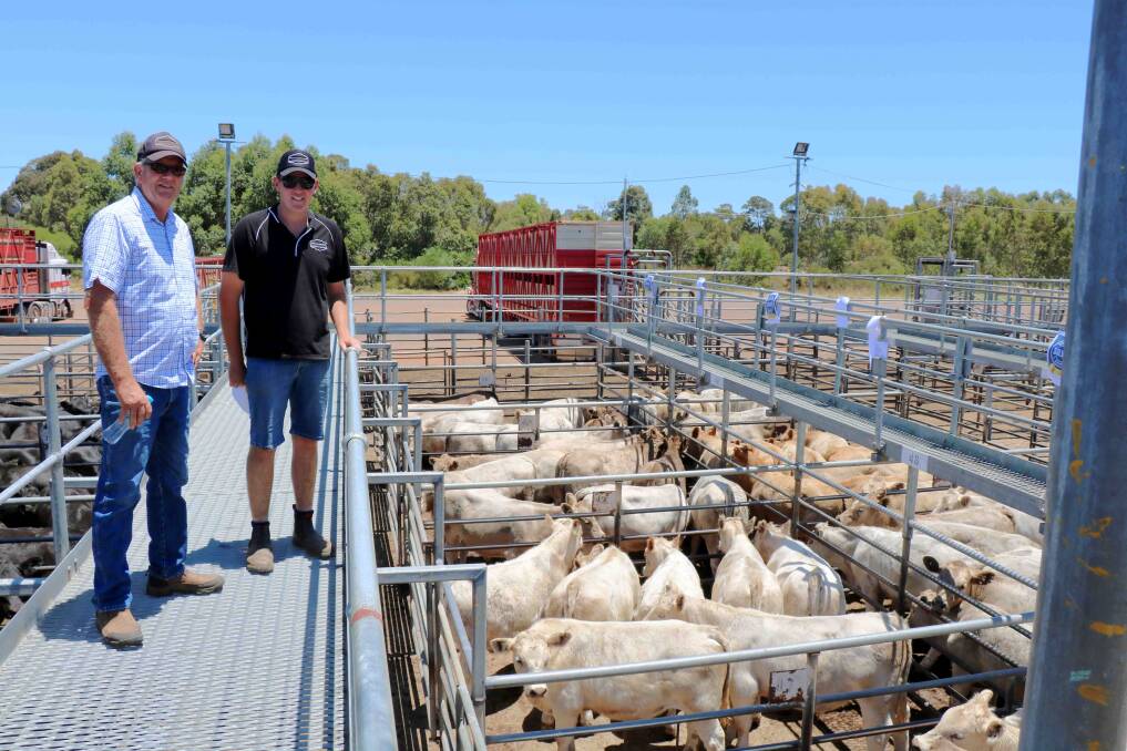 Andrew (left) and Harris Thompson, Boyup Brook, look over their pen of Charolais steers that were placed third in the Charolais competition at Boyanup.