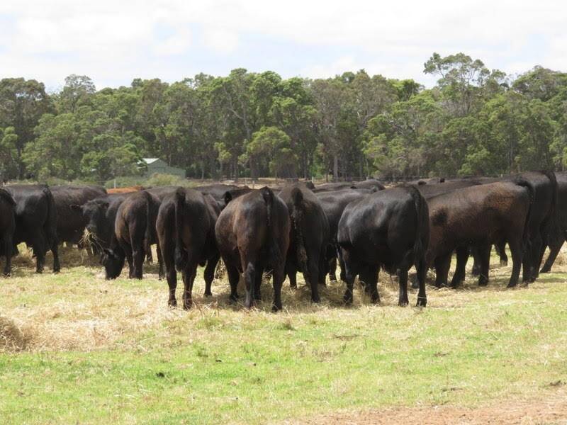  Frank Tomasi Family Trust, Karridale, will be a major vendor in the sale when it offers 100 Angus steers. The 10mo calves are based predominantly on Mordallup Angus bloodlines and have been weaned for six weeks.