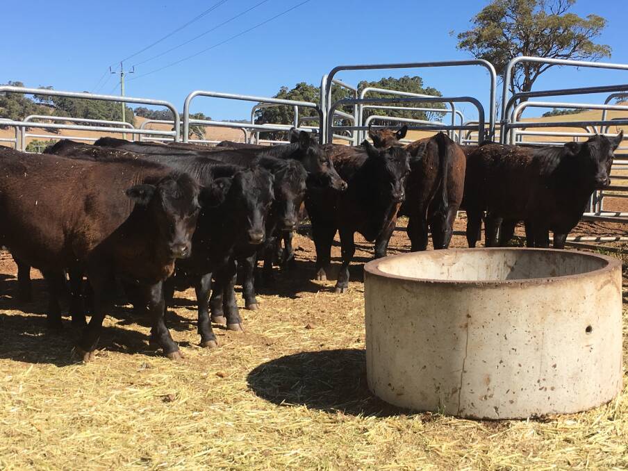 Torridon Farm, Upper Capel, sold a line of 15 Angus steers for $1100.