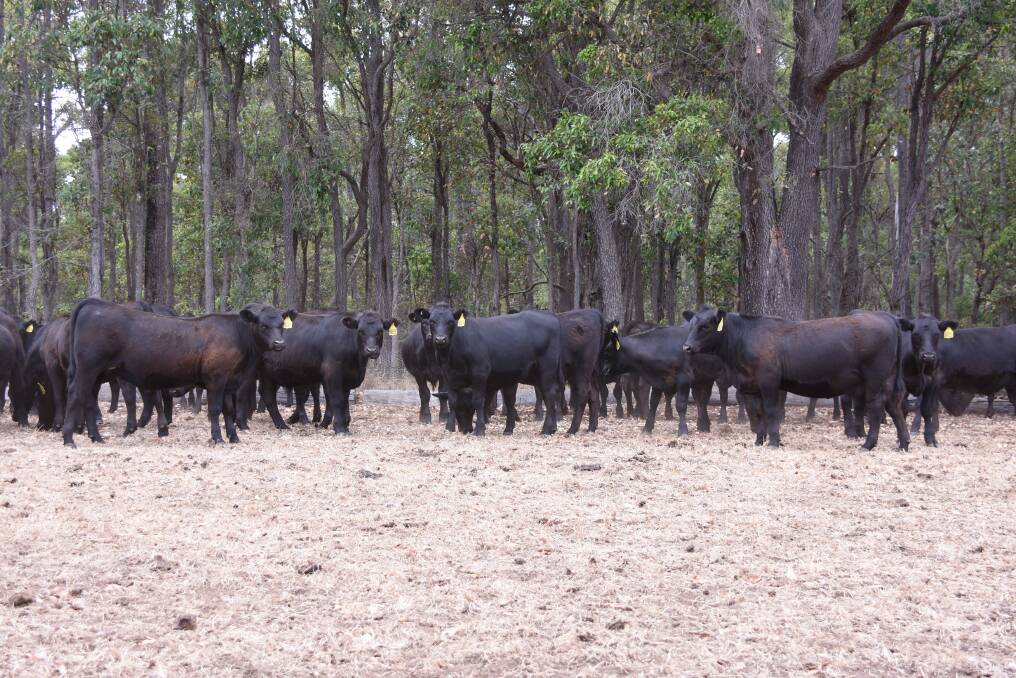 Richard and Robyn Walker, RF & RE Walker, Coonac Angus, Wilga, have nominated 150 Angus calves, comprising of 100 steers and 50 heifers for the sale.
