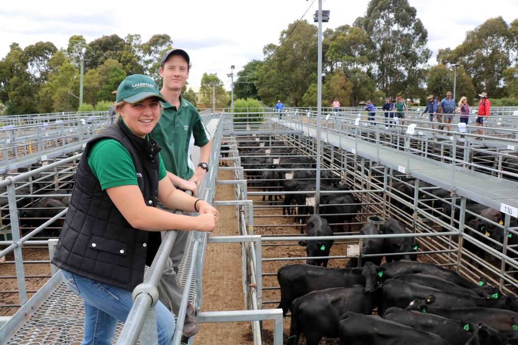 Looking over the heifers on offer at last week's Landmark Unjoined heifer sale at Boyanup were two of the newest recruits to join the Landmark team Lauren Patane and Brayden Hannagan, from the Bunbury branch.