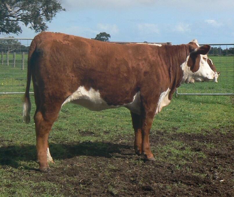 House Isabel M16 was recently sold to Yavenvale Herefords, Adelong, New South Wales, along with five other House Poll Herefords sold to NSW interests.