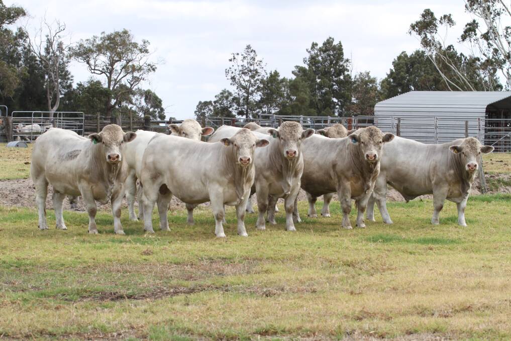 Kooyong Charolais stud, Coolup, is offering eight Charolais bulls at the seventh annual WA Charolais Bull Sale at Brunswick on Thursday, February 1.