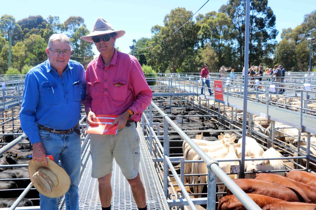Norm Dennis (left), Marybrook, caught up with Ken MacLeay, Blackrock Angus stud, Vasse, before the sale. Ken sold pens of unmated Angus heifers topping at $1500.
