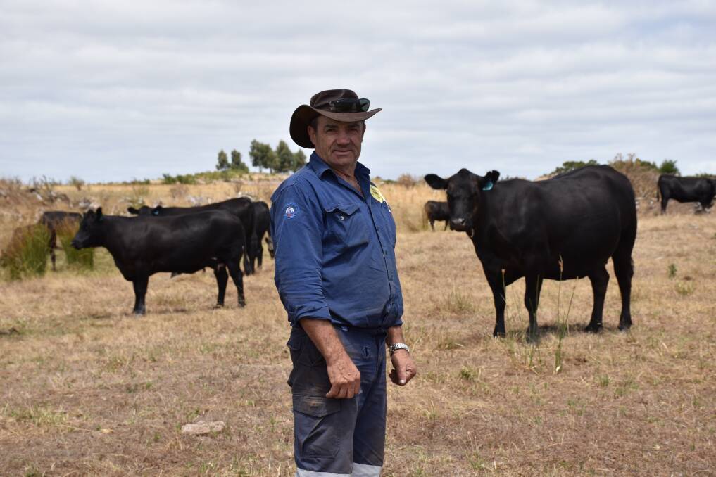 Northcliffe Angus breeder Sam Ditri with some of the first calvers on the property he manages for Perth doctor John Love. The immediate priority is to clear the former blue gum plantation and improve pastures.