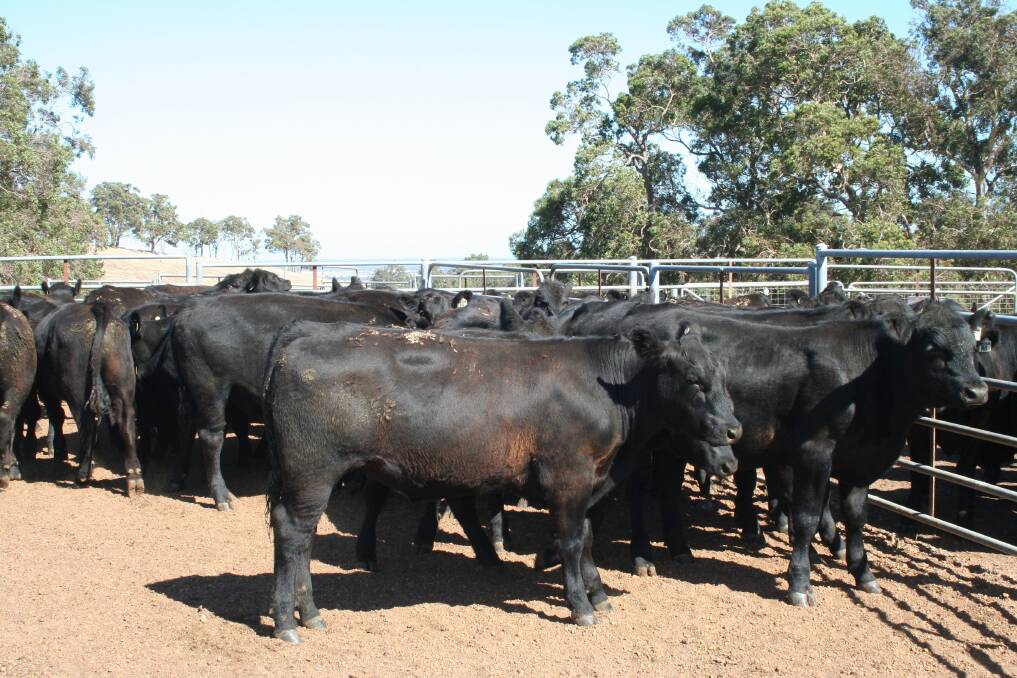  A top line of Angus calves will be offered by Sheron Farm, Benger, in the sale on Wednesday, January 31. The operation has nominated 36 purebred Angus steers, which were dropped in March 2017.