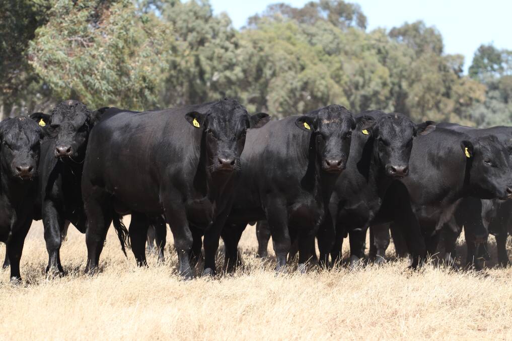  Blackrock Angus annual bull sale will see 66 Angus bulls, including 10 yearling bulls, offered at Boyanup on February 22.