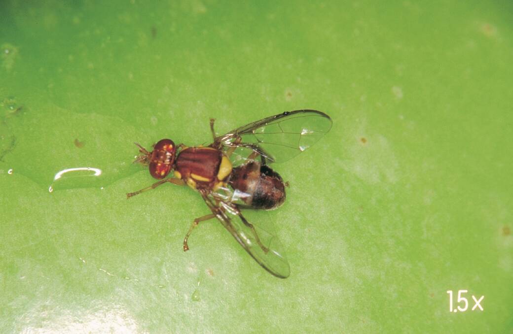 The Department of Primary Industries and Regional Development is responding to the detection of a single Queensland fruit fly in Fremantle.