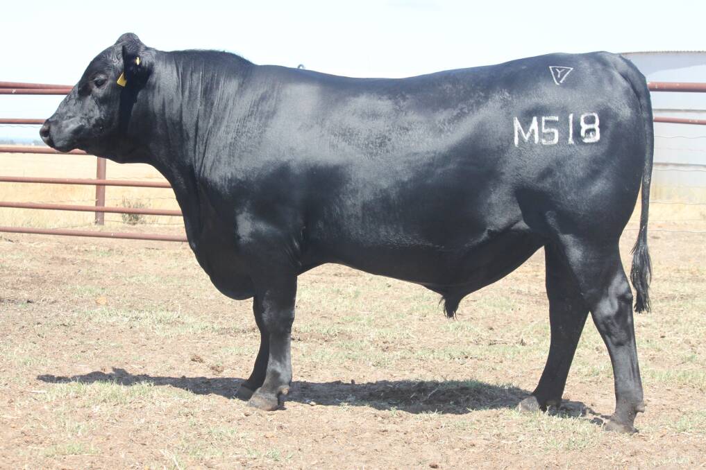  Standout sire Lawsons Momentous M518 topped the sale easily at $31,500 last week when it was bought by a syndicate of Pemberton-based producers led by IRA's Colin Thexton.