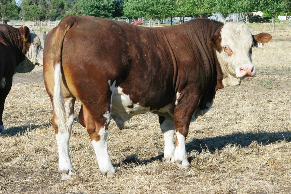 Bandeeka Molly Meldrum M24 will be offered in lot 11 at the annual Bandeeka Simmental and Red Angus on-property bull sale on Thursday, February 8, 2018.