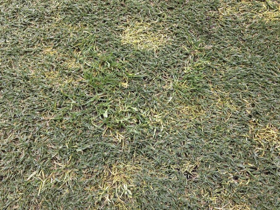 Close-up of a Bent grass golf green infested with a mixture of herbicide resistant (green) and susceptible (yellow) winter grass. (Photo: Jyri Kaapro, Bayer Crop Science).