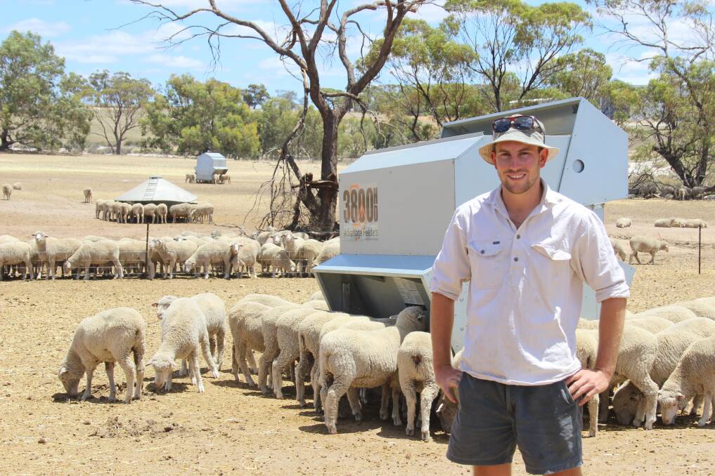 York Milne Feeds operator and sheep feedlotter Mitch Collins among his Merino crossbred lambs, which he is fattening up for sale to the Northam abattoir.