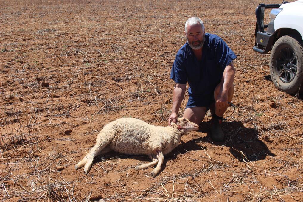 Pastoral and Graziers Association of WA livestock committee chairman Chris Patmore found a dead sheep on his Perenjori farm that had been attacked by wild dogs and left for eagles to feed on.  It was one of 21 sheep that he has lost this year so far to wild dog attacks.