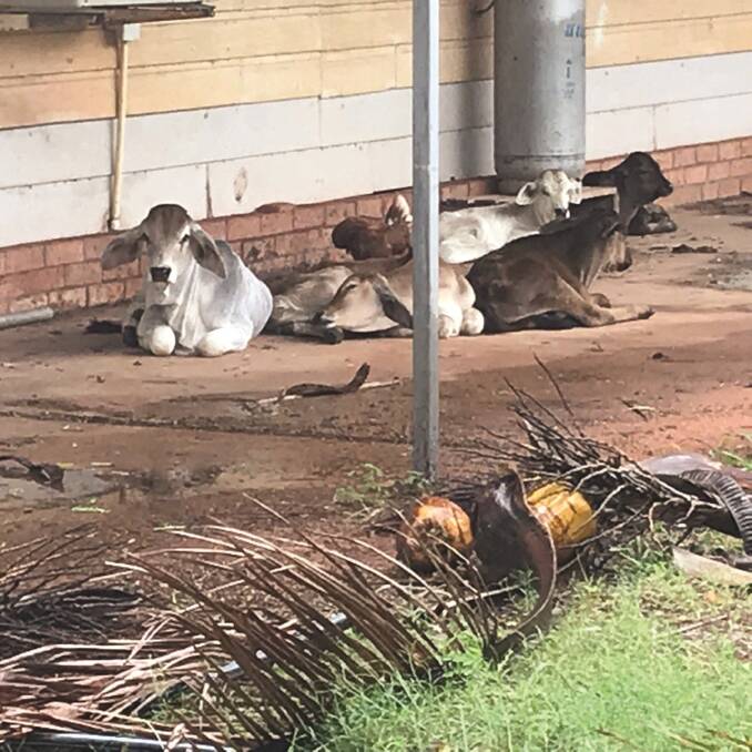 Calves took shelter on Anna Plains station, south of Broome, as cyclone Kelvin battered the property on the weekend.