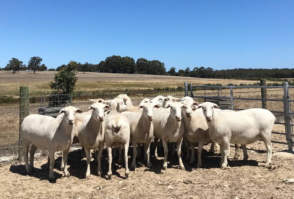 Lamb Master breeding ewes from the stud's H500 family.