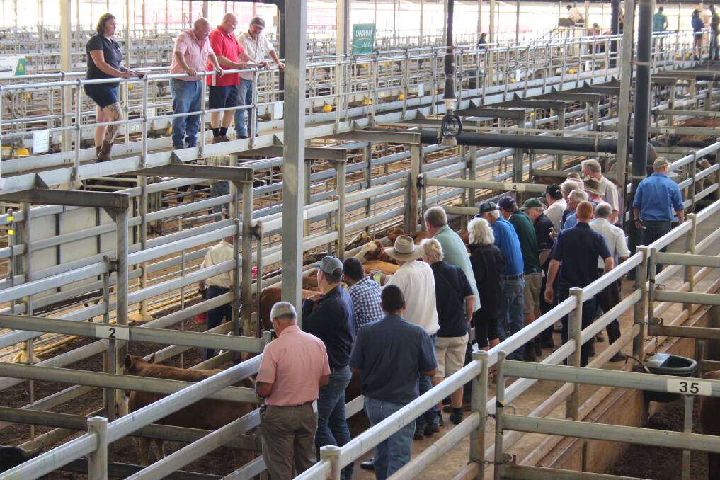 The cattle selling section of the Muchea Livestock Centre where the Elders team was auctioning earlier this year.