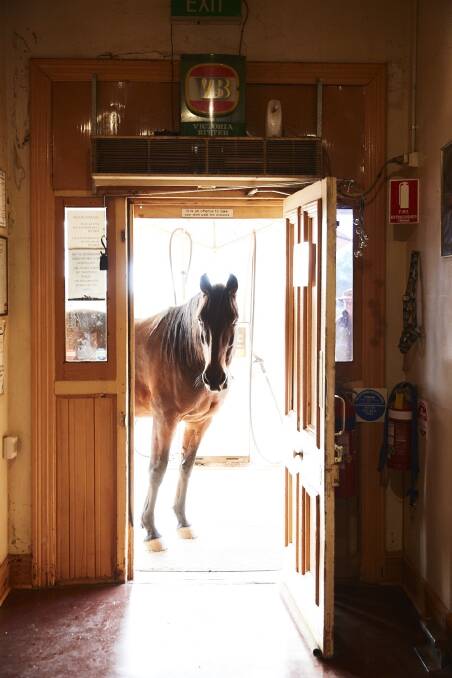Willie the horse popping in to say hello to patrons at the Grand Hotel Kookynie, 70 kilometres north east of Menzies. Photograph by Tourism WA.